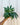 A person holding a potted Anthurium 'Polyschistum' plant against a metal background