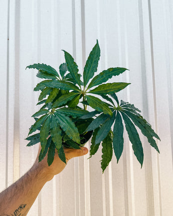 A person holding a potted Anthurium 'Polyschistum' plant against a metal background