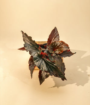 4" Begonia 'Black Majesty'