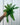 A person holding a 4-inch Boston Compacta Fern with lush green fronds, against a metal background.