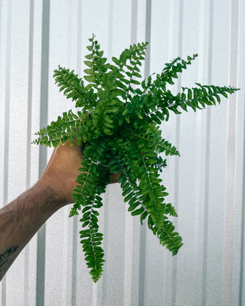 A person holding a 4-inch Boston Compacta Fern with lush green fronds, against a metal background.