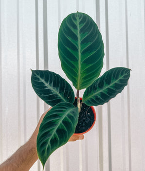 A hand holding a potted Calathea 'Jungle Velvet' plant with dark green leaves and hints of purple underneath, against a metal background.