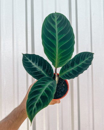 A hand holding a potted Calathea 'Jungle Velvet' plant with dark green leaves and hints of purple underneath, against a metal background.