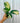 A hand holding a 4-inch Calathea 'Pilosa' plant with rounded, elongated leaves showing green and yellow patterns.