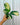 A hand holding a 4-inch Calathea 'Pilosa' plant with rounded, elongated leaves showing green and yellow patterns.