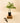 Potted plant on a wooden block with shears on a beige background