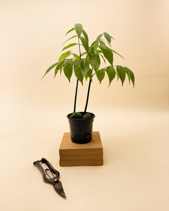 Potted plant on a wooden block with shears on a beige background