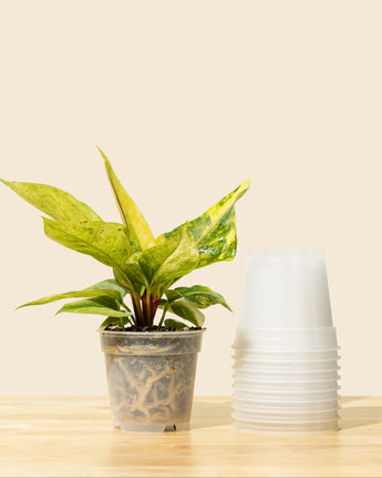 A 4-inch clear plastic grow pot with a plant, surrounded by additional stacked pots.