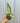 4" Dieffenbachia 'Camouflage'
