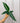 A hand holding a Dieffenbachia 'Panther' plant with dark green leaves and creamy white variegation against a metal background.