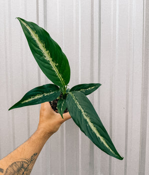 A hand holding a Dieffenbachia 'Panther' plant with dark green leaves and creamy white variegation against a metal background.