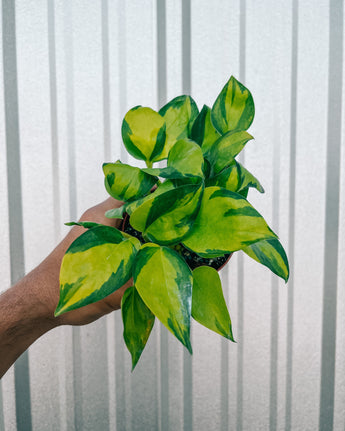 A person holding a 4-inch pot of Epipremnum 'Neon Njoy' with bright neon-green leaves showing variegation.