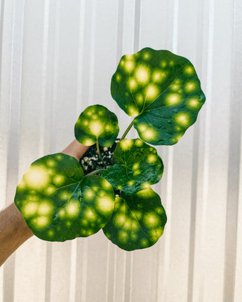 A potted Farfugium 'Fire Fly' plant with vibrant, glossy leaves featuring golden-yellow spots, held against a metal background.