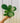 A person holding a 4-inch Ficus 'Lyrata', also known as the Fiddle Leaf Fig, with large, glossy, violin-shaped leaves.