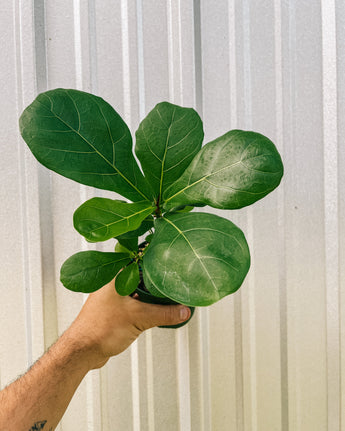 A person holding a 4-inch Ficus 'Lyrata', also known as the Fiddle Leaf Fig, with large, glossy, violin-shaped leaves.