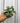 A person holding a 4-inch Hoya 'Compacta' Variegated plant with thick, curly leaves showing variegated patterns of green and white.