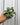 A person holding a 4-inch Hoya 'Compacta' Variegated plant with thick, curly leaves showing variegated patterns of green and white.
