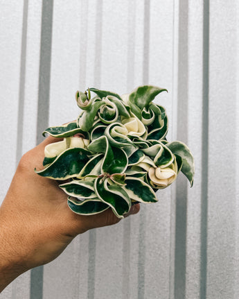 A person holding a 4-inch Hoya 'Compacta' Variegated plant with thick, curly leaves showing variegated patterns of green and white.
