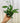 A person holding a potted Hoya 'Rangsan Splash' plant with thick, oval leaves heavily marked by silver splashes over deep green.