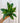 A person holding a 4-inch Hoya 'Sunrise' plant with vibrant green leaves