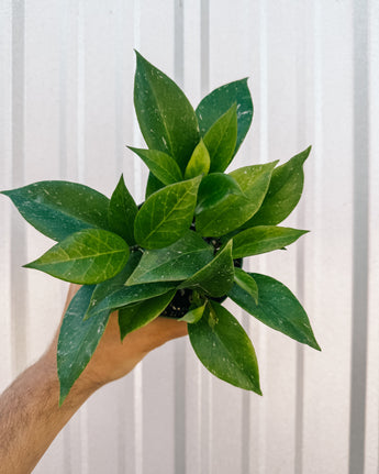 A person holding a 4-inch Hoya 'Sunrise' plant with vibrant green leaves
