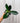 A person holding a 4-inch Peperomia 'Red Edge' plant with vibrant green leaves edged in red.