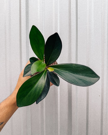 A person holding a 4-inch Peperomia 'Red Edge' plant with vibrant green leaves edged in red.
