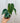 4" Philodendron 'Glorious'