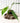 4" Philodendron 'Joepii'