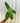4" Philodendron 'Paraiso Verde'