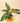 A potted variegated philodendron plant with large green and light pink striped leaves, displayed in a small pot on a wooden block against a warm beige background.