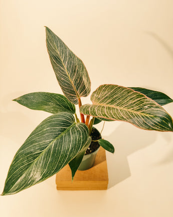 A potted variegated philodendron plant with large green and light pink striped leaves, displayed in a small pot on a wooden block against a warm beige background.