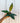 A person holding a 4-inch pot of Philodendron 'Pluto' with large, wide, green leaves.
