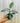 A person holding a 4-inch pot of Philodendron 'Silver Sword' plant with silver-gray sword-shaped leaves.