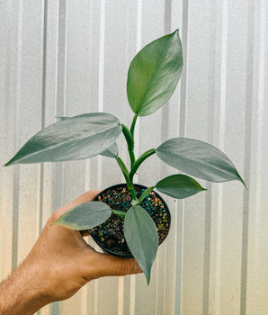 A person holding a 4-inch pot of Philodendron 'Silver Sword' plant with silver-gray sword-shaped leaves.