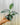 A person holding a 4-inch pot of Philodendron 'Silver Sword' plant with silver-gray sword-shaped leaves.