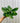 A person holding a 4-inch pot of Pothos 'Jade' plant with deep green, glossy leaves.