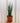 A hand holding a potted Sansevieria 'Fernwood Mikado' plant against a striped background.