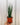A hand holding a potted Sansevieria 'Fernwood Mikado' plant against a striped background.