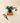 Potted plant on a wooden block with shears on a beige background
