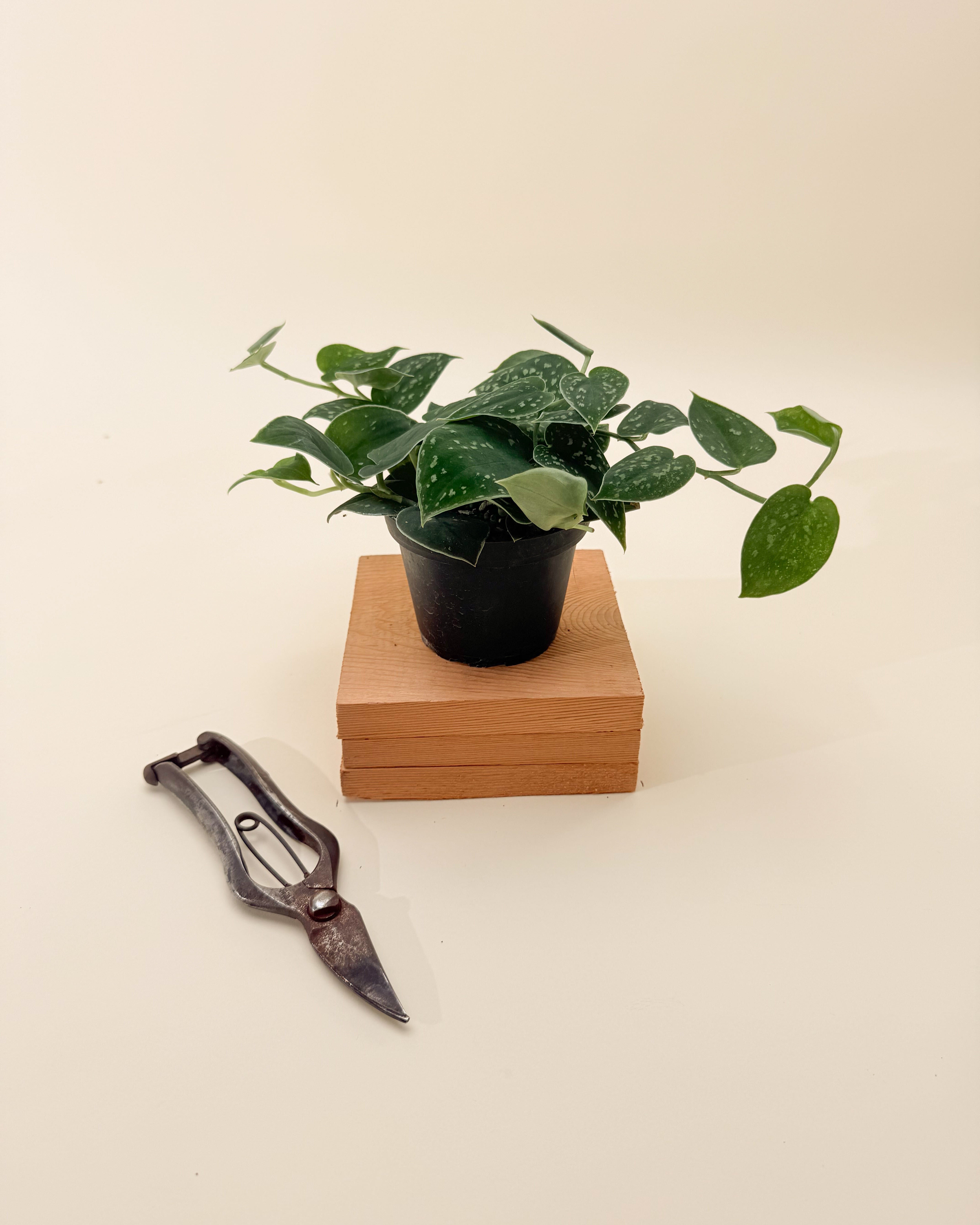 pothos danza ciega 4" Scindapsus 'Pictus Argyraeus' (Dark Form) – BWH Plant Co