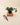 Potted plant on a wooden block with shears on a beige background
