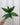 A person holding a 4-inch Spathiphyllum 'Domino' Variegated plant with green leaves variegated with white streaks and speckles.