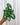 A hand holding a 4-inch Syngonium 'Glo Glo' plant with white veining on green leaves.