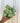 Hand holding a 4" syngonium moonshine potted against a metal background