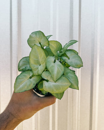 Hand holding a 4" syngonium moonshine potted against a metal background