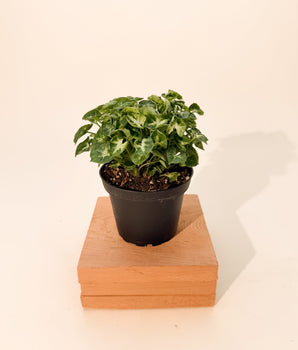 4" Syngonium 'Shorty'