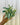 A hand holding a potted Syngonium 'Starlite' plant with arrow-shaped leaves featuring white centers and green margins against a metal background.