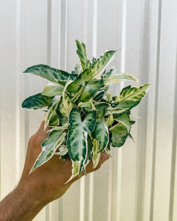 A hand holding a potted Syngonium 'Starlite' plant with arrow-shaped leaves featuring white centers and green margins against a metal background.