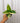 A hand holding a 4-inch pot of Variegated Anthurium 'Hookeri' with elongated leaves showing variegation in shades of green, white, and yellow.
